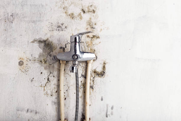 Best White Mold Remediation in Cedar Park, TX