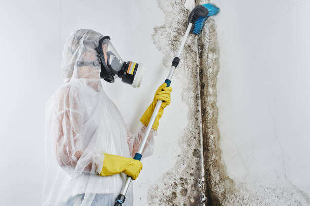 Trusted Cedar Park, TX Mold Remediation Experts