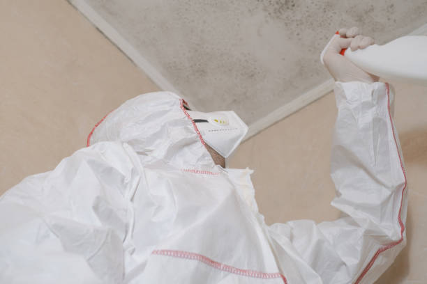 Best Insurance-Related Mold Remediation in Cedar Park, TX