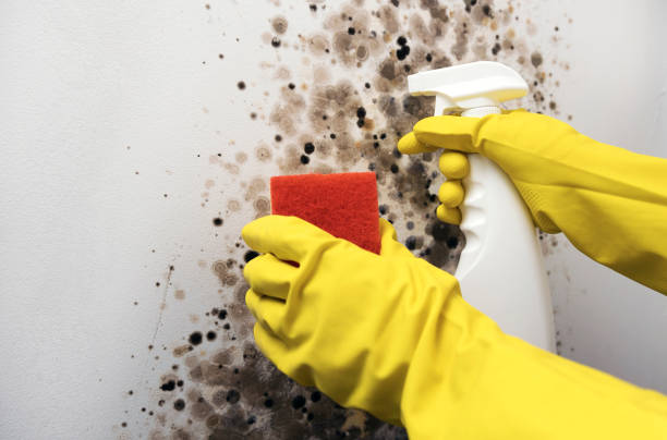Best Attic Mold Remediation in Cedar Park, TX