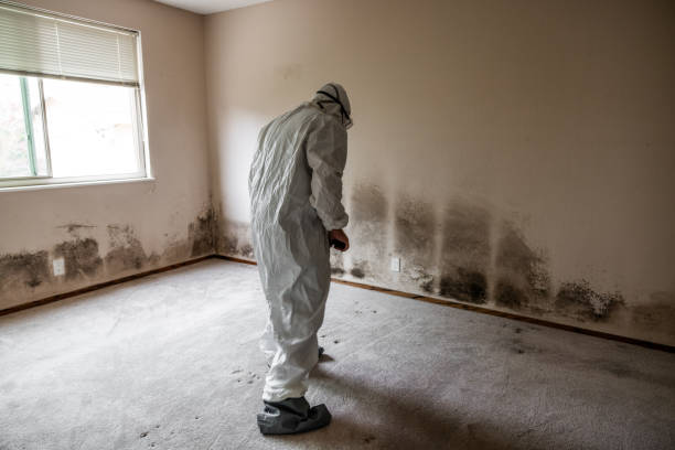 Best Basement Mold Remediation in Cedar Park, TX