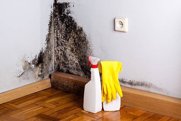 Trusted Cedar Park, TX Mold Remediation Experts
