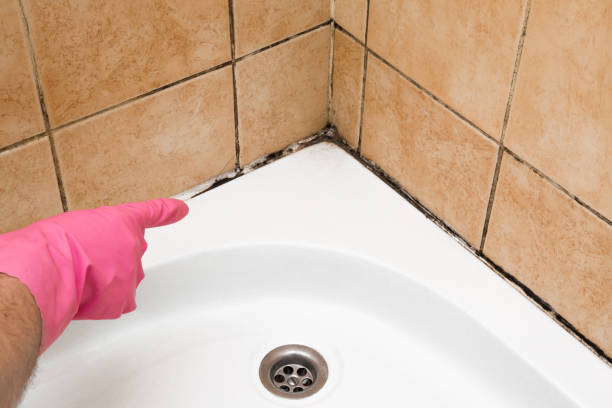 Best Mold Testing and Inspection Services in Cedar Park, TX